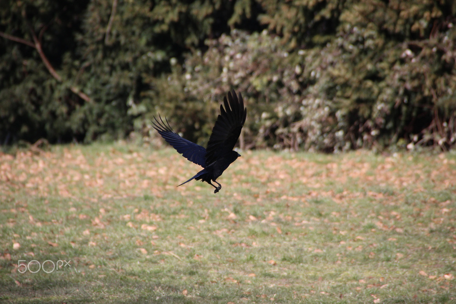 Canon EOS 600D (Rebel EOS T3i / EOS Kiss X5) sample photo. Crow on lawn at park photography