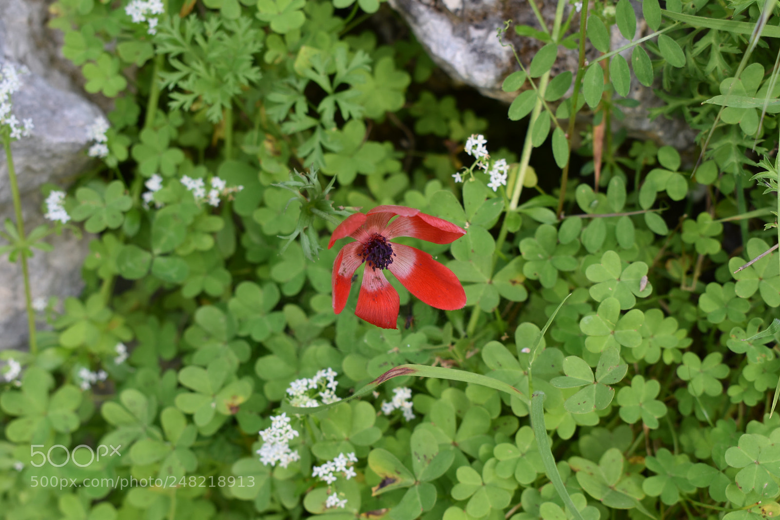 Nikon D3400 sample photo. Red flower photography