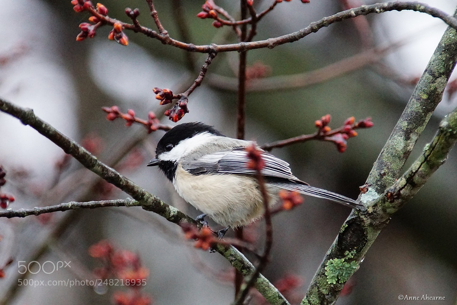 Sony ILCA-77M2 sample photo. Black-capped chickadee photography