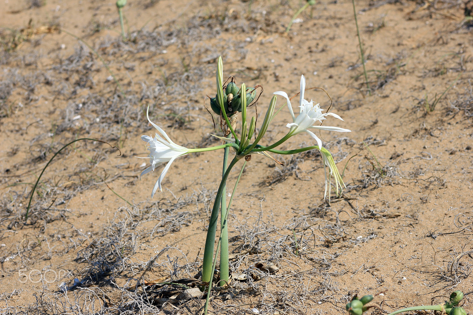 Canon EF 75-300mm f/4-5.6 sample photo. Img hymenocallis photography