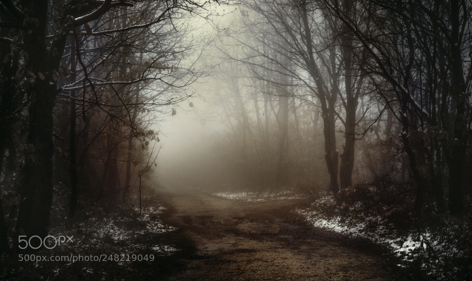Nikon D7200 sample photo. Spooky forest photography