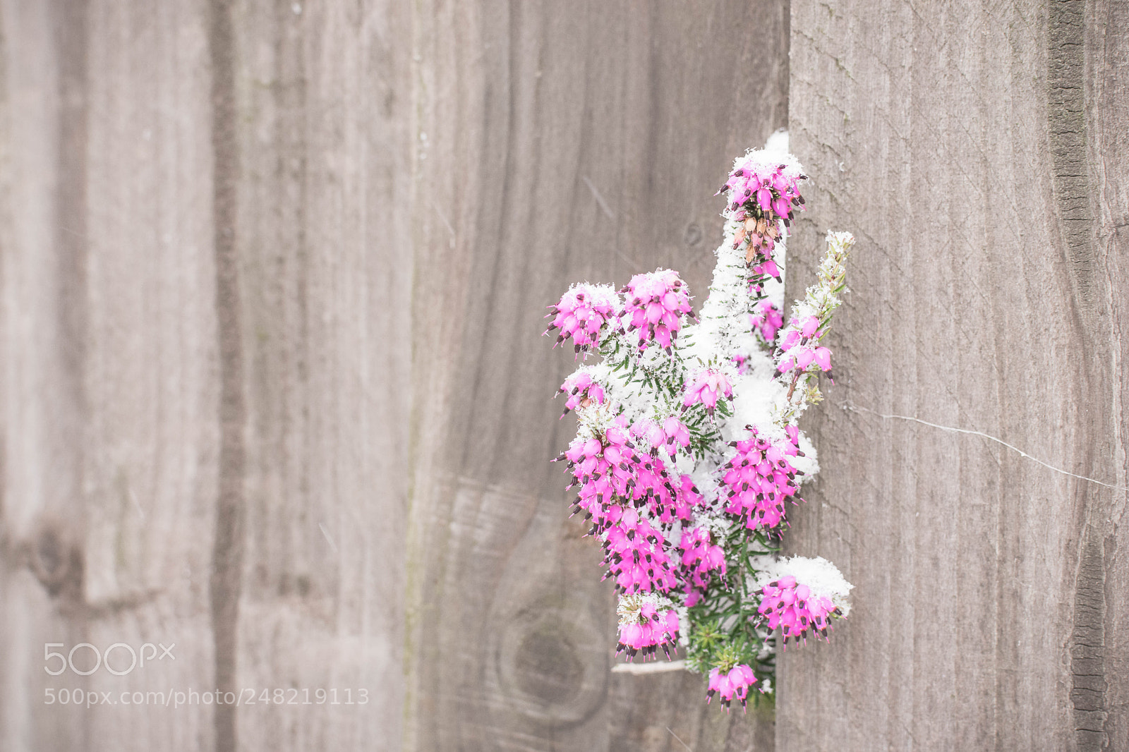 Nikon D7200 sample photo. Covered photography