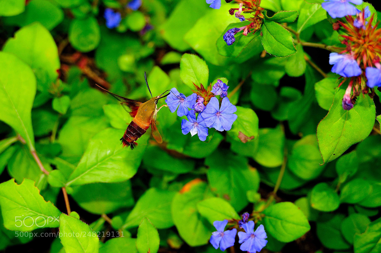 Nikon D300 sample photo. Hummingbird moth photography