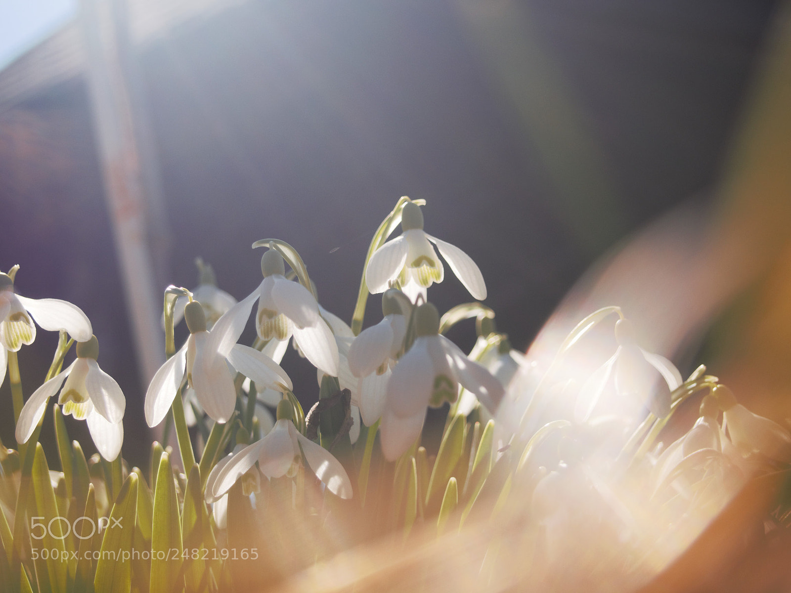 Olympus PEN E-PL5 sample photo. Springtime photography