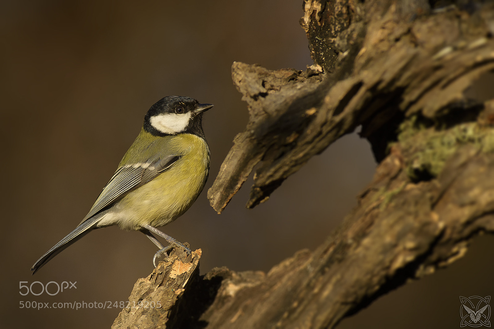 Nikon D4S sample photo. Parus major, cinciallegra, m photography