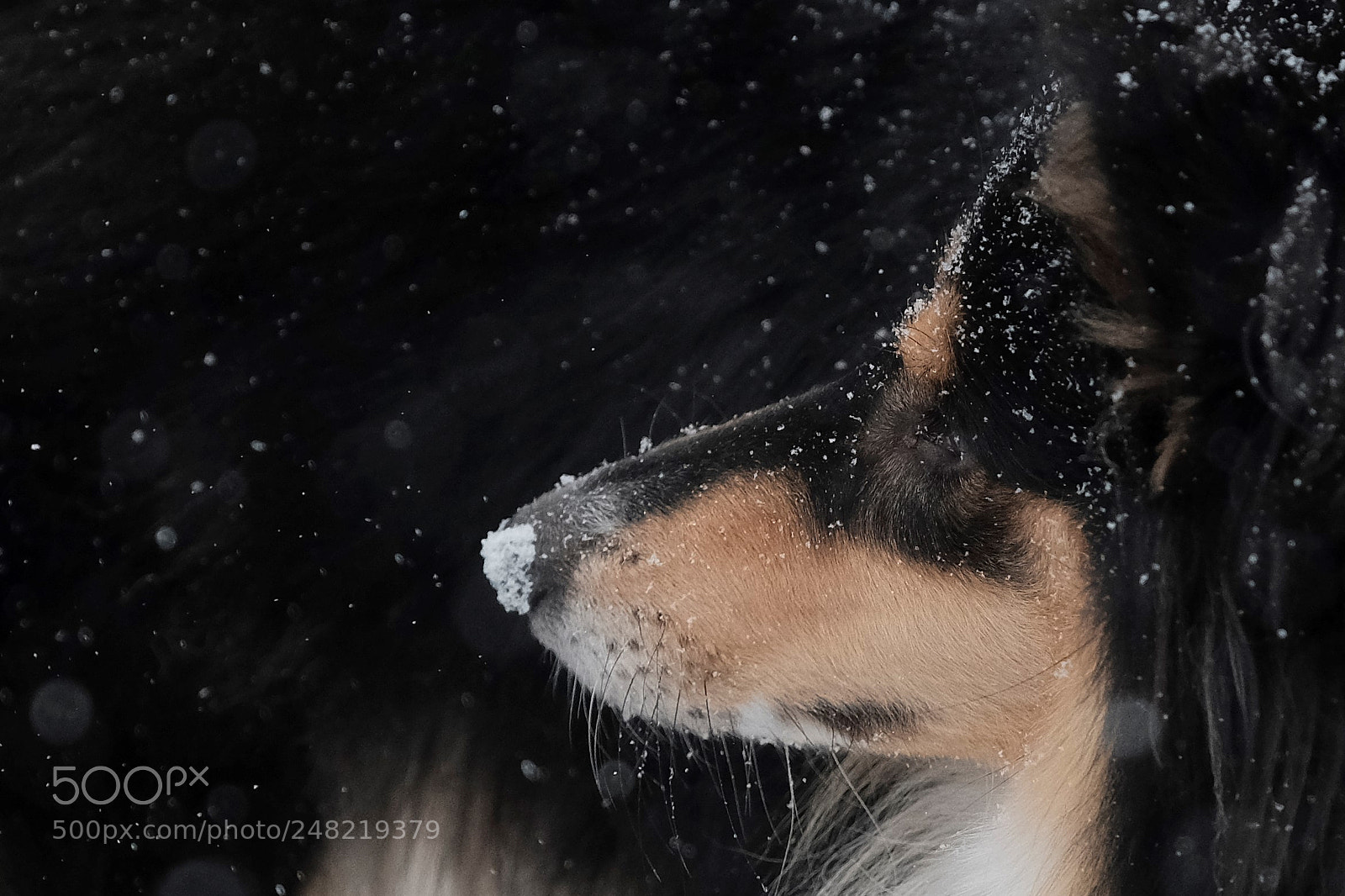 Fujifilm X-T2 sample photo. The snow dog photography