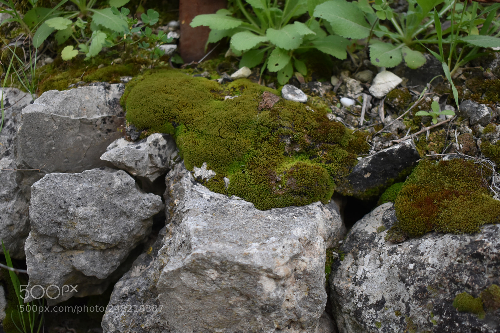 Nikon D3400 sample photo. Green moss photography