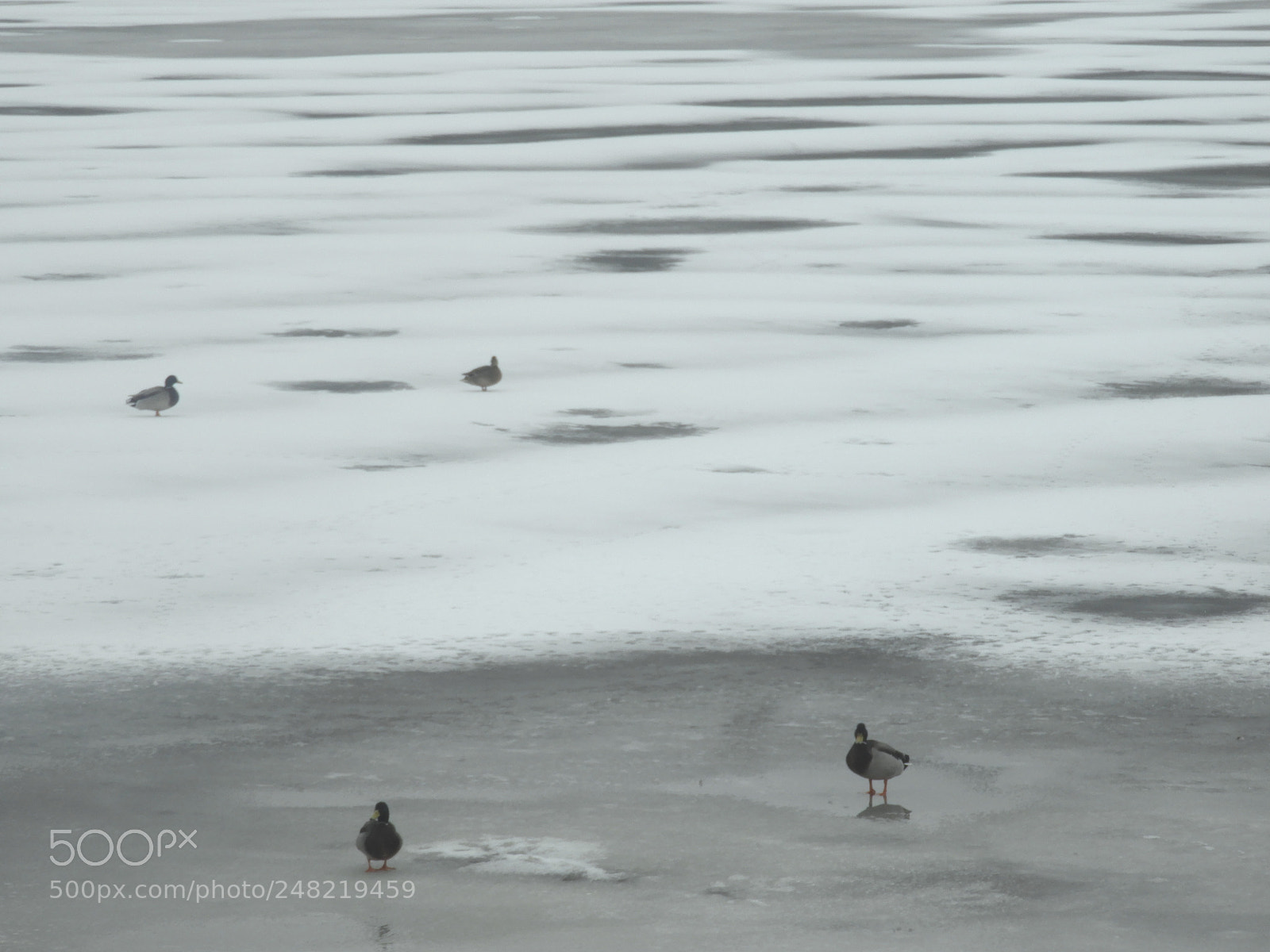 Nikon Coolpix B700 sample photo. Ducks on ice photography