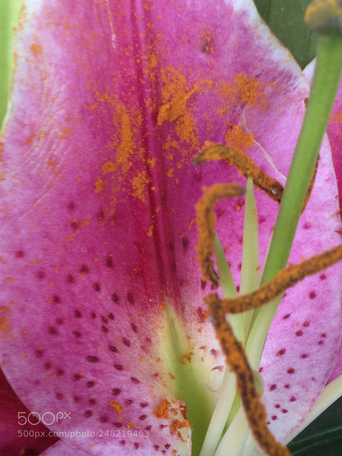 Apple iPhone 4S sample photo. Pollen galaxy photography