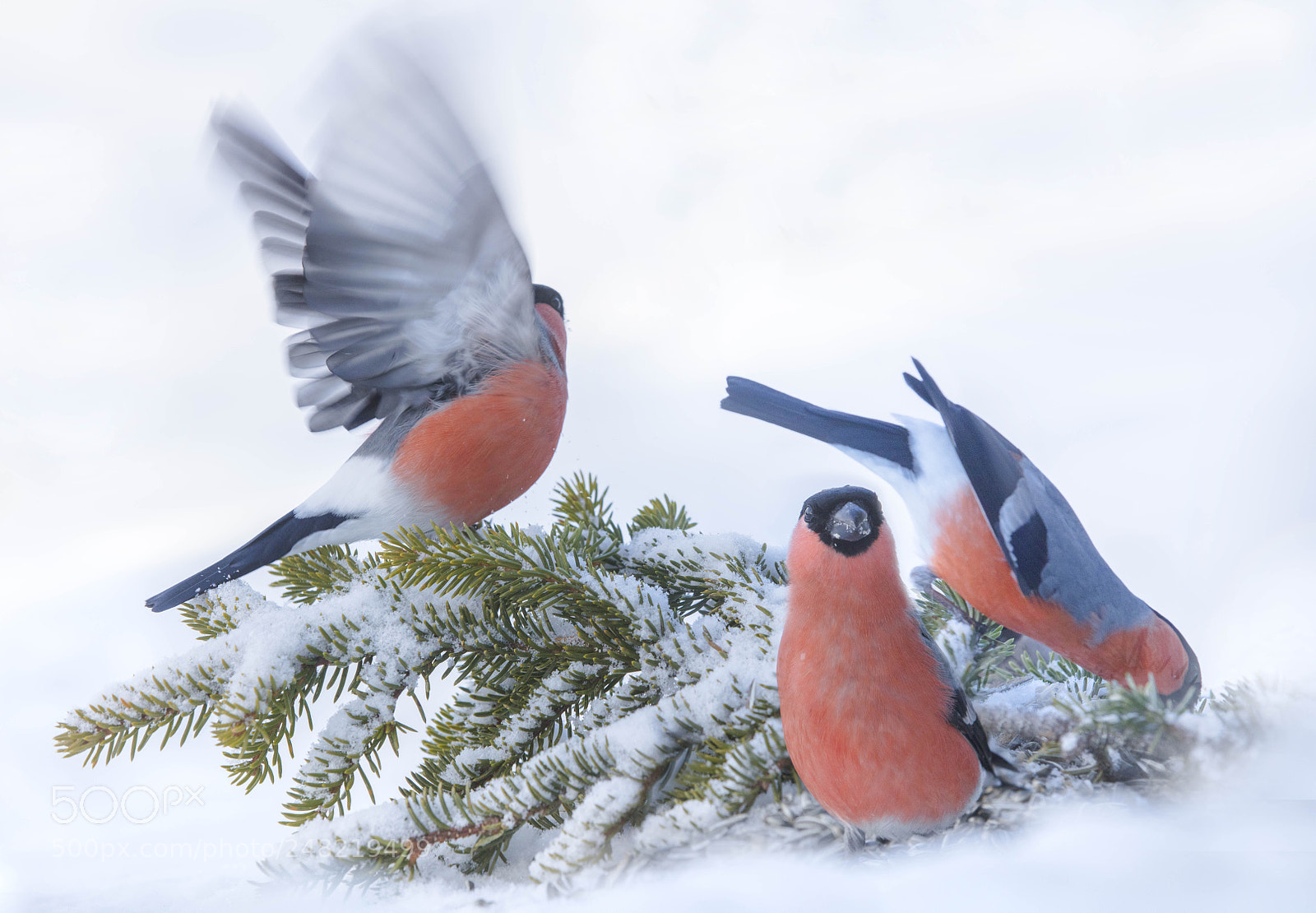 Canon EOS 5DS sample photo. Bullfinches in action photography