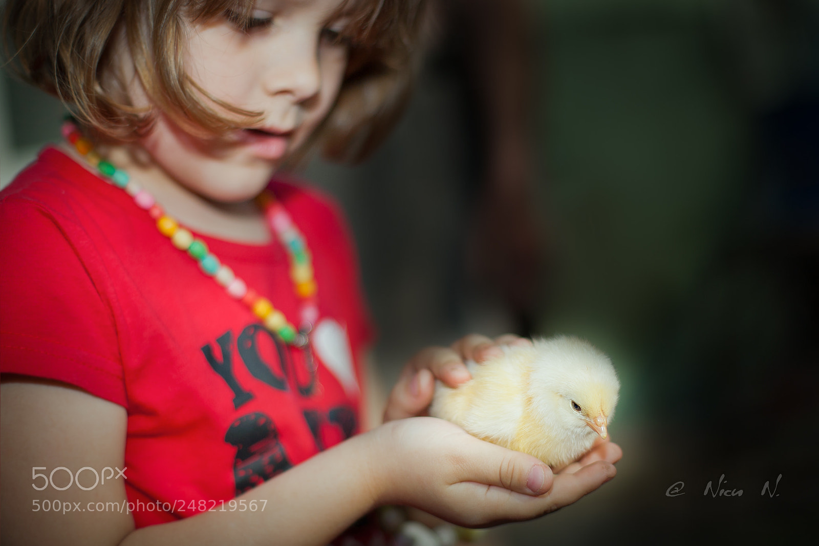 Canon EOS 5D sample photo. Golden little chicken photography