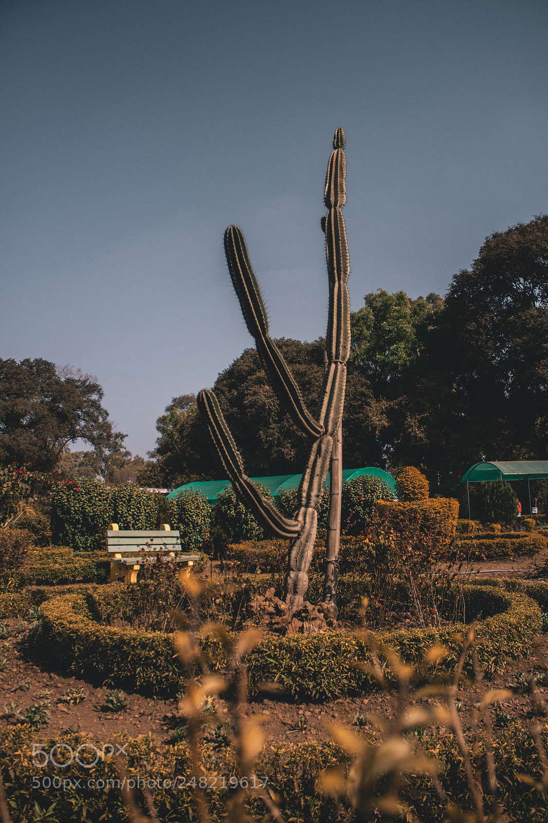 Canon EOS 1300D (EOS Rebel T6 / EOS Kiss X80) sample photo. Crazy cactus photography