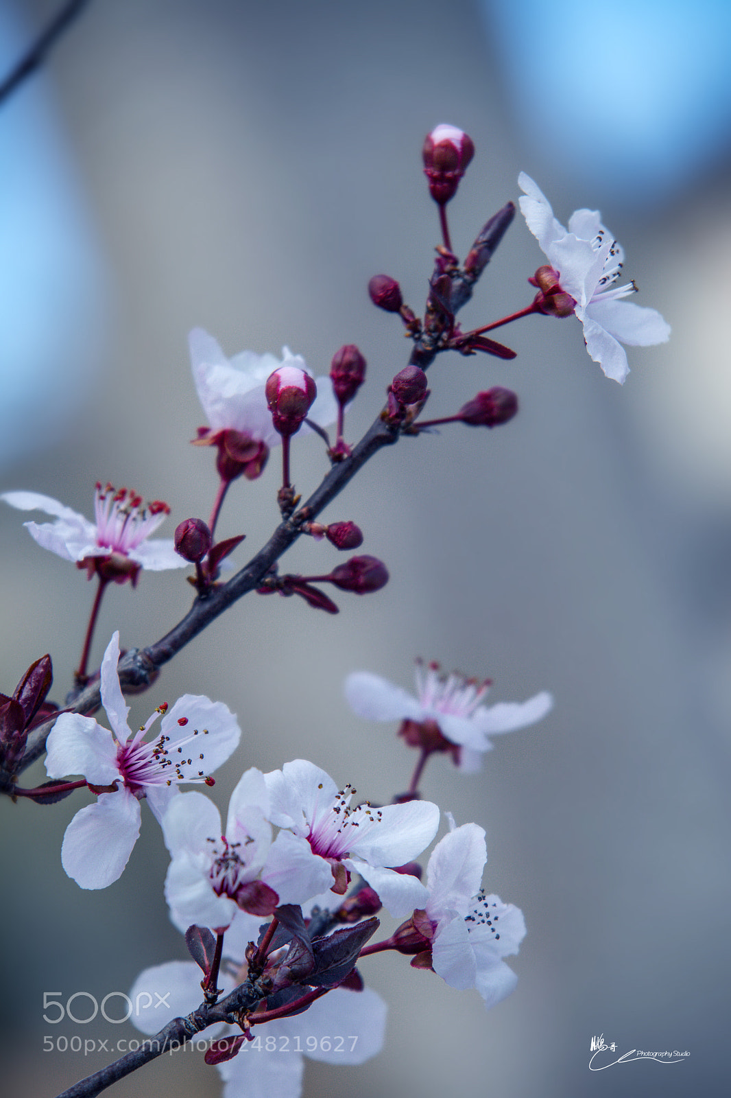Canon EOS M6 sample photo. 花又开 photography