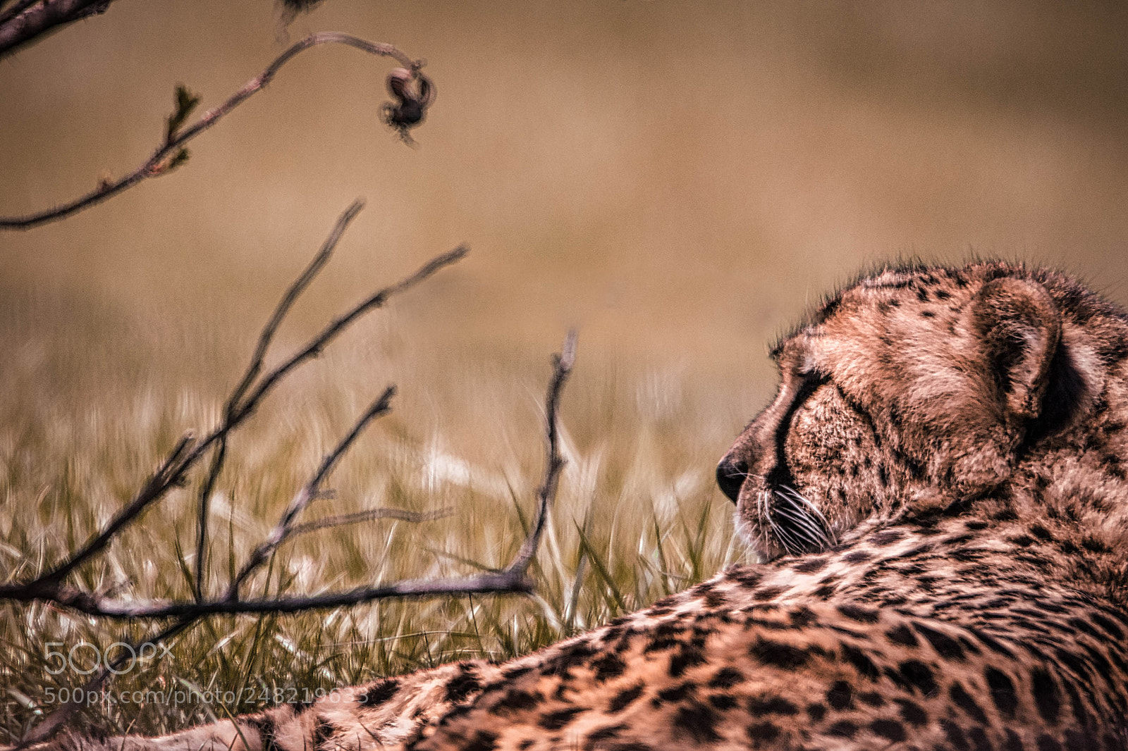Nikon D7200 sample photo. Cheetah - toronto zoo photography