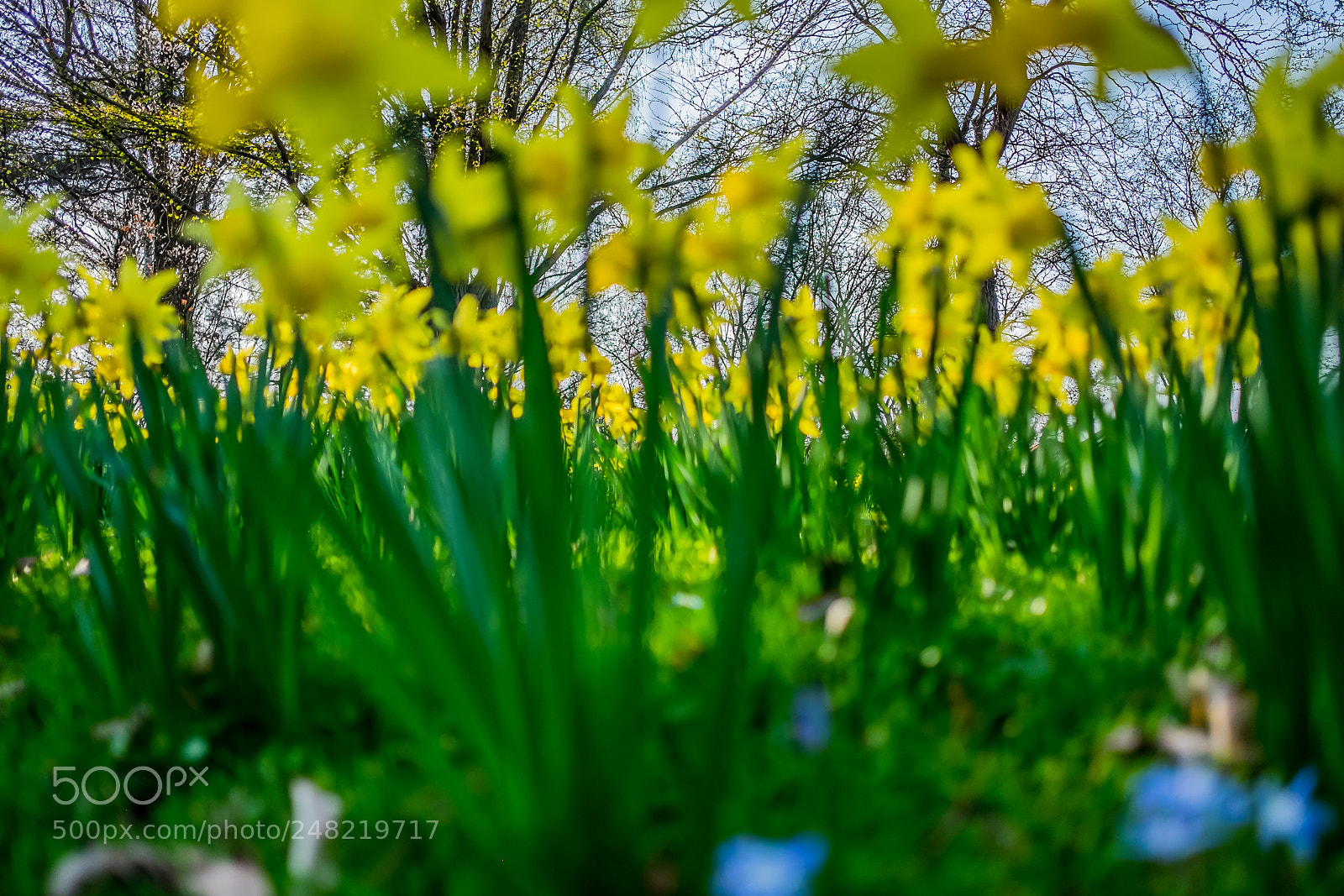Fujifilm X-T10 sample photo. Unscharfes gelb. d. photography