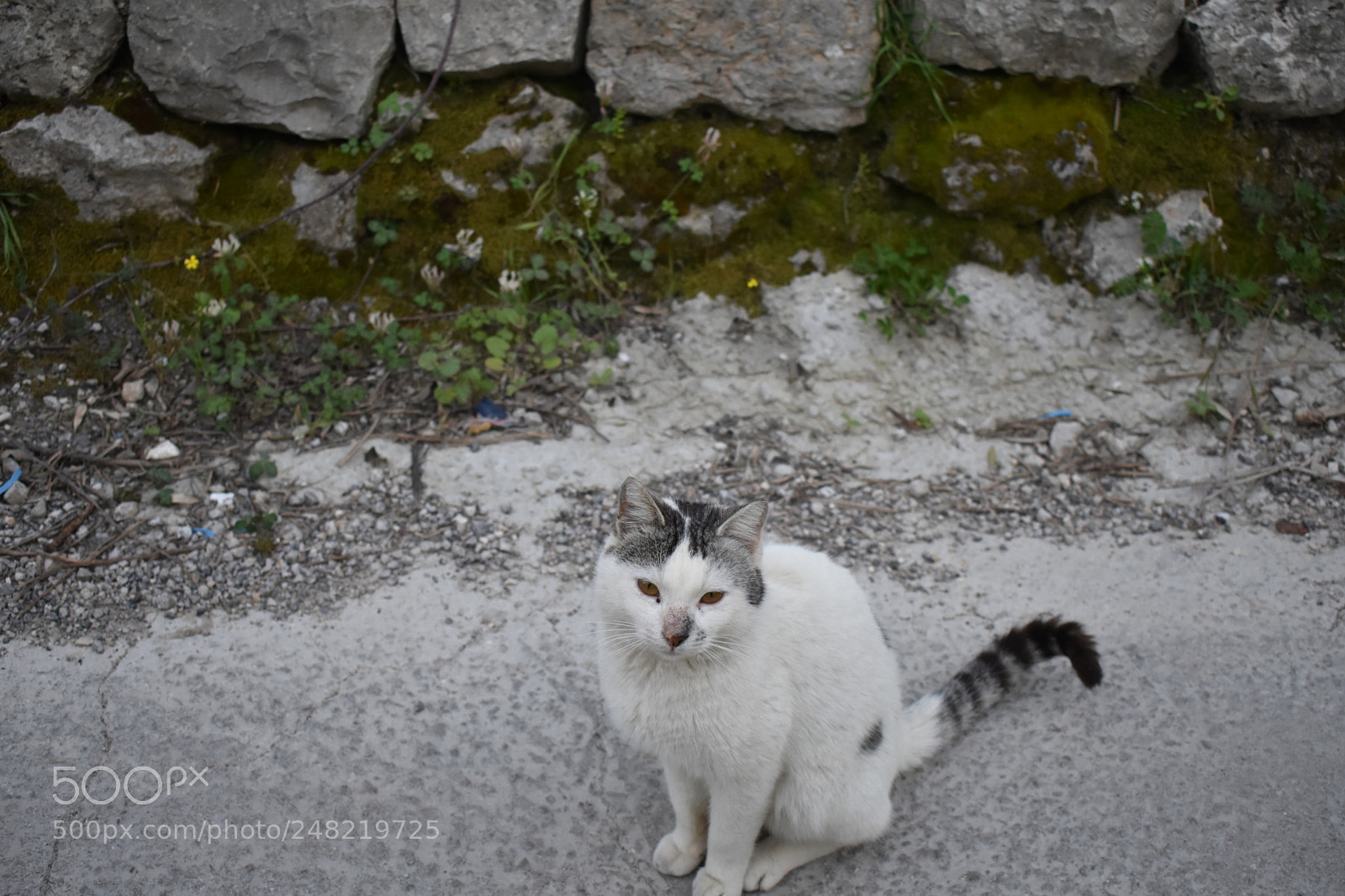 Nikon D3400 sample photo. Cat photography