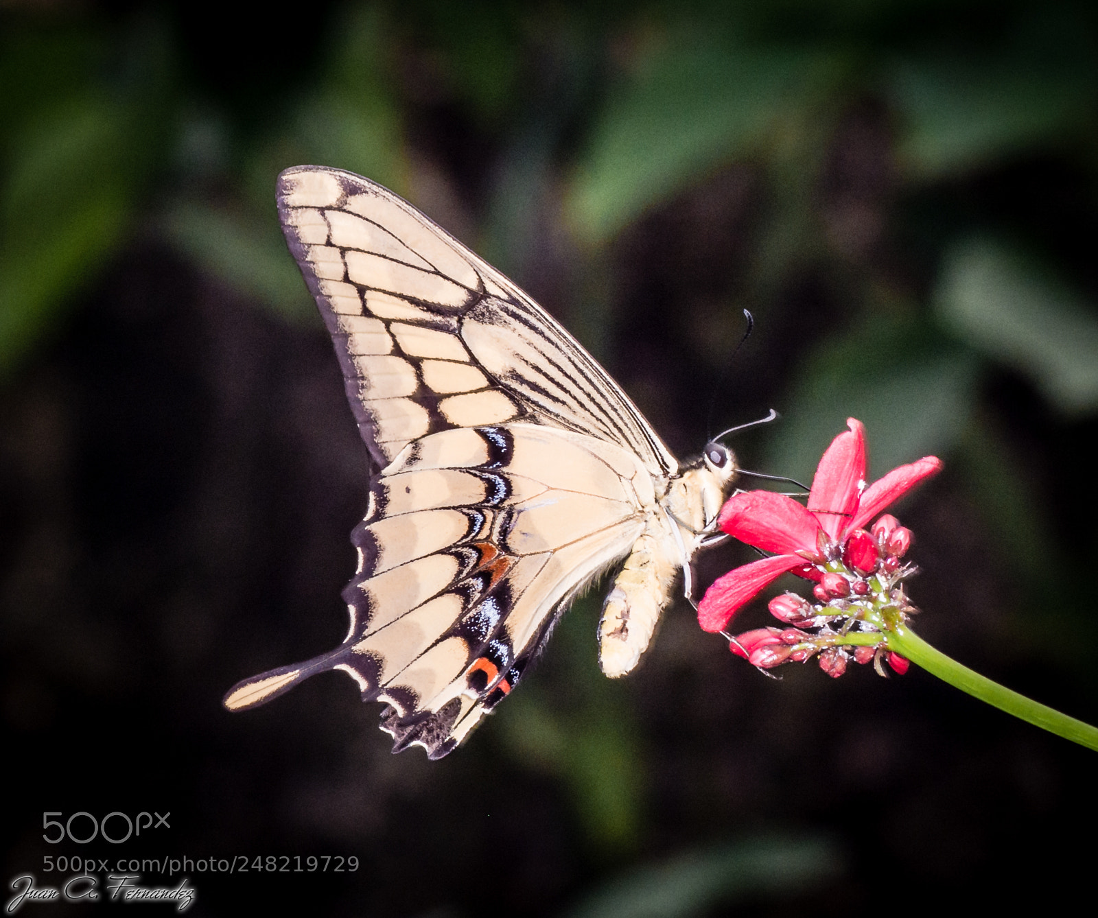 Nikon D7200 sample photo. Unknown butterfly 3 photography