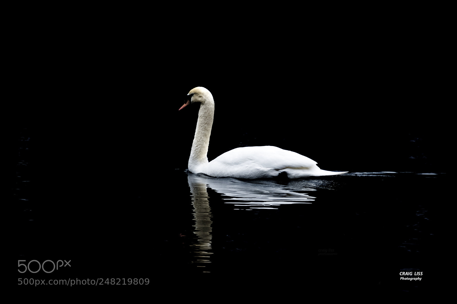 Nikon D850 sample photo. Swan swimming in lake photography