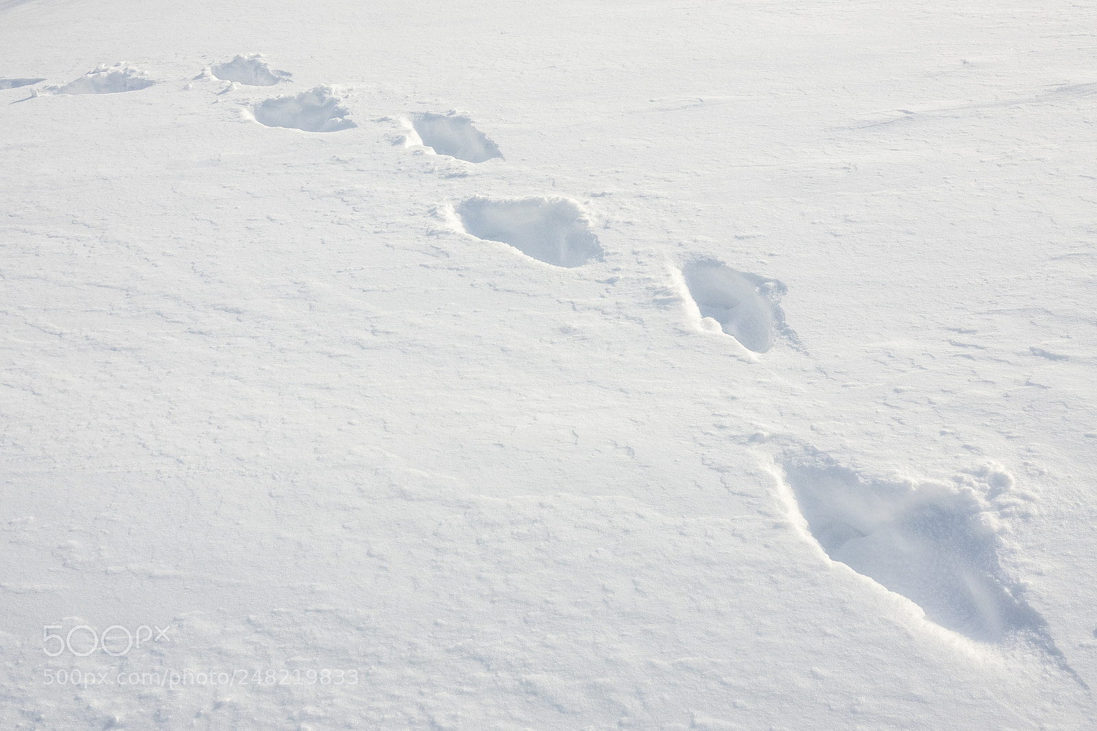 Sony Cyber-shot DSC-RX10 III sample photo. Footprints in fresh snow photography