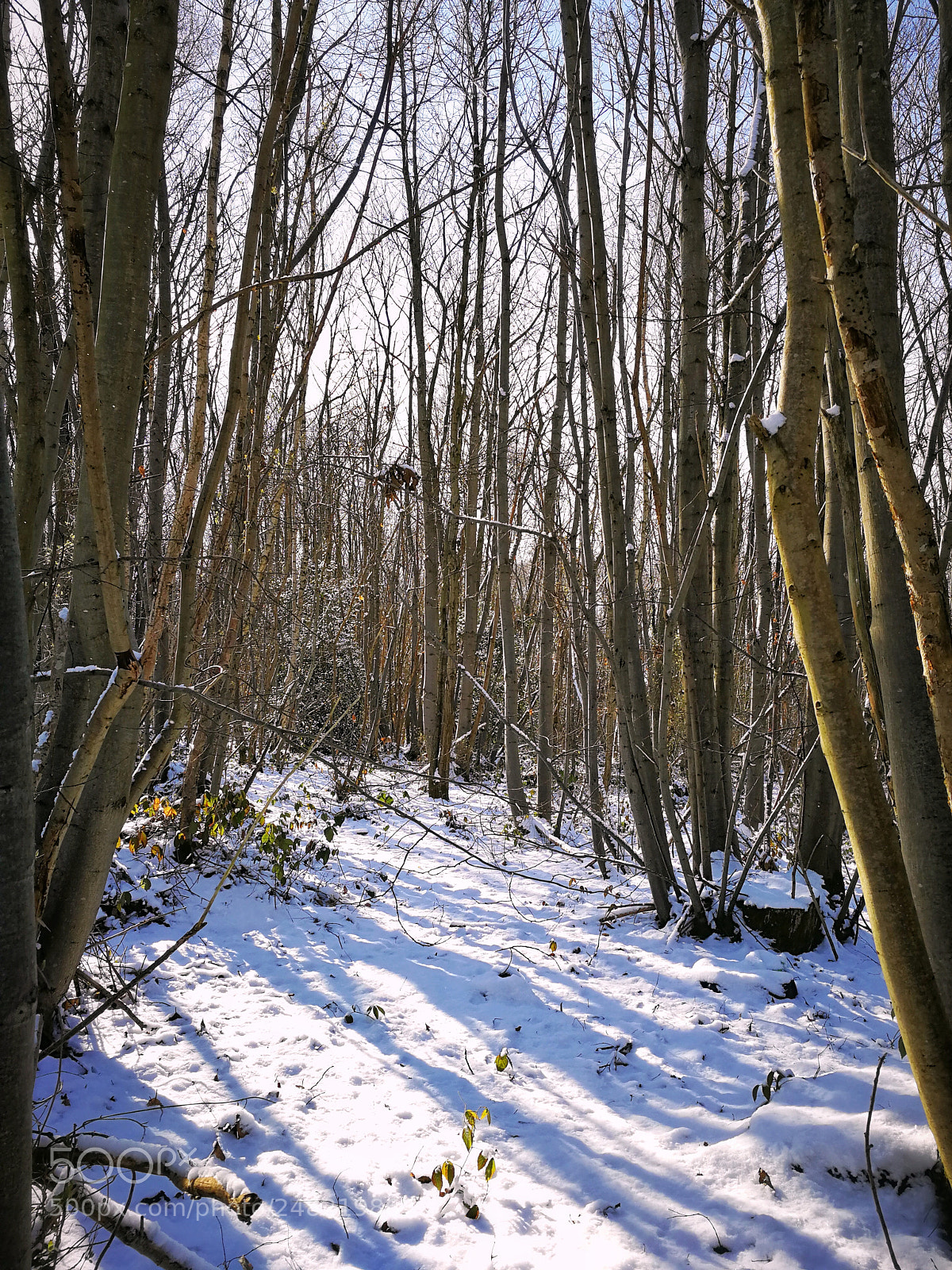 HUAWEI P10 sample photo. Canterbury cover in snow photography