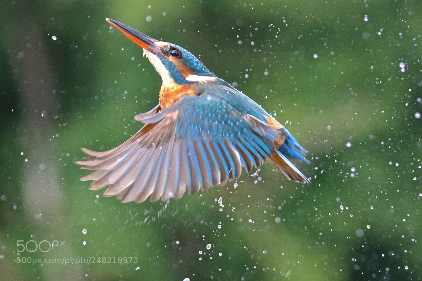 Canon EOS 7D Mark II sample photo. Kingfisher photography