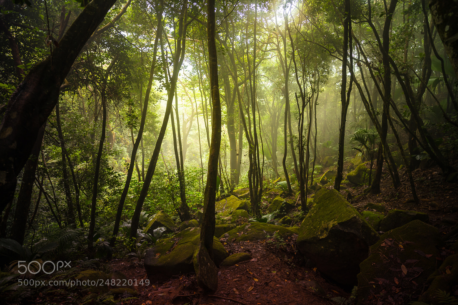 Nikon D850 sample photo. Deep forest (10) photography