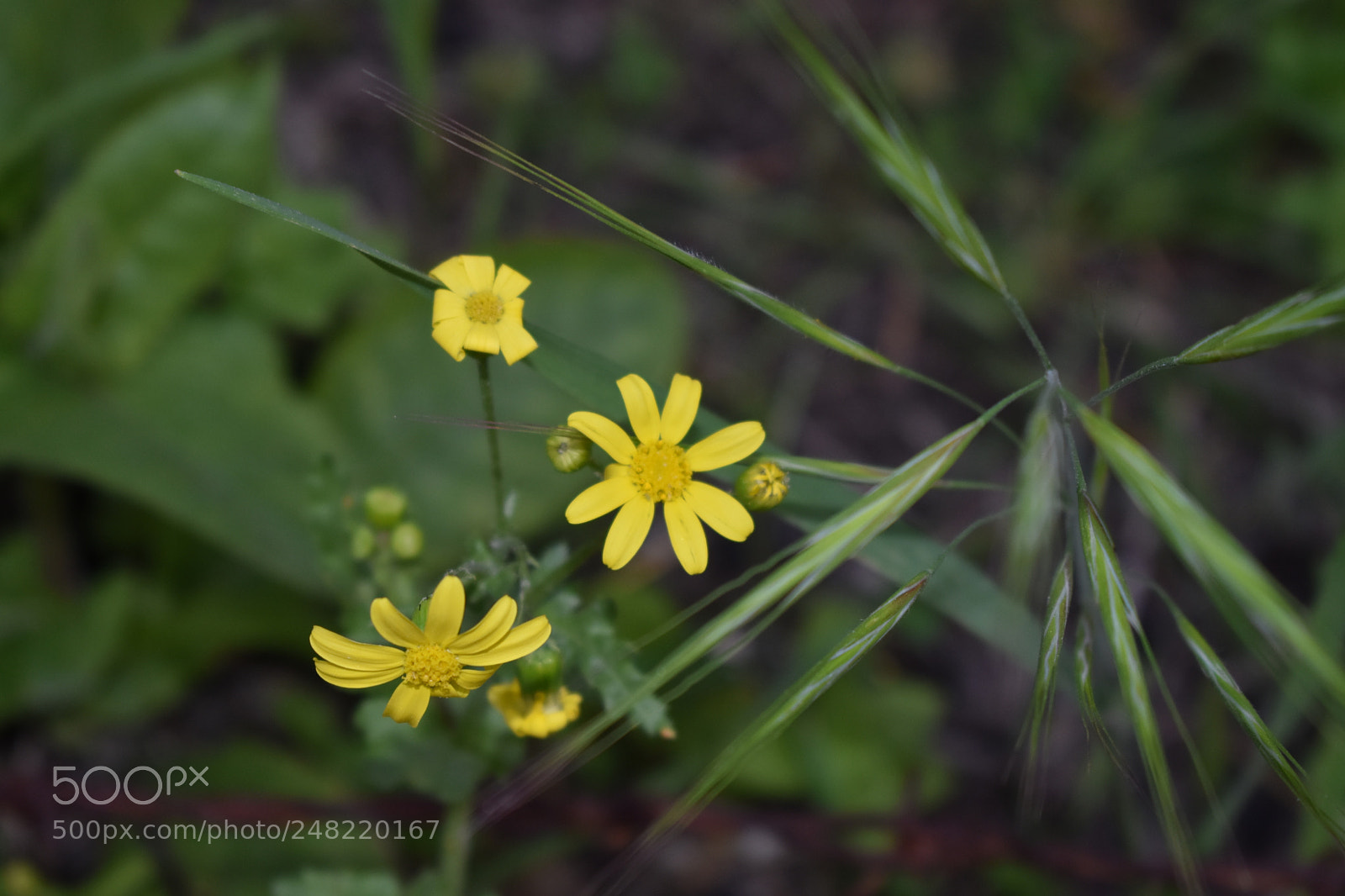 Nikon D3400 sample photo. Yellow flower photography