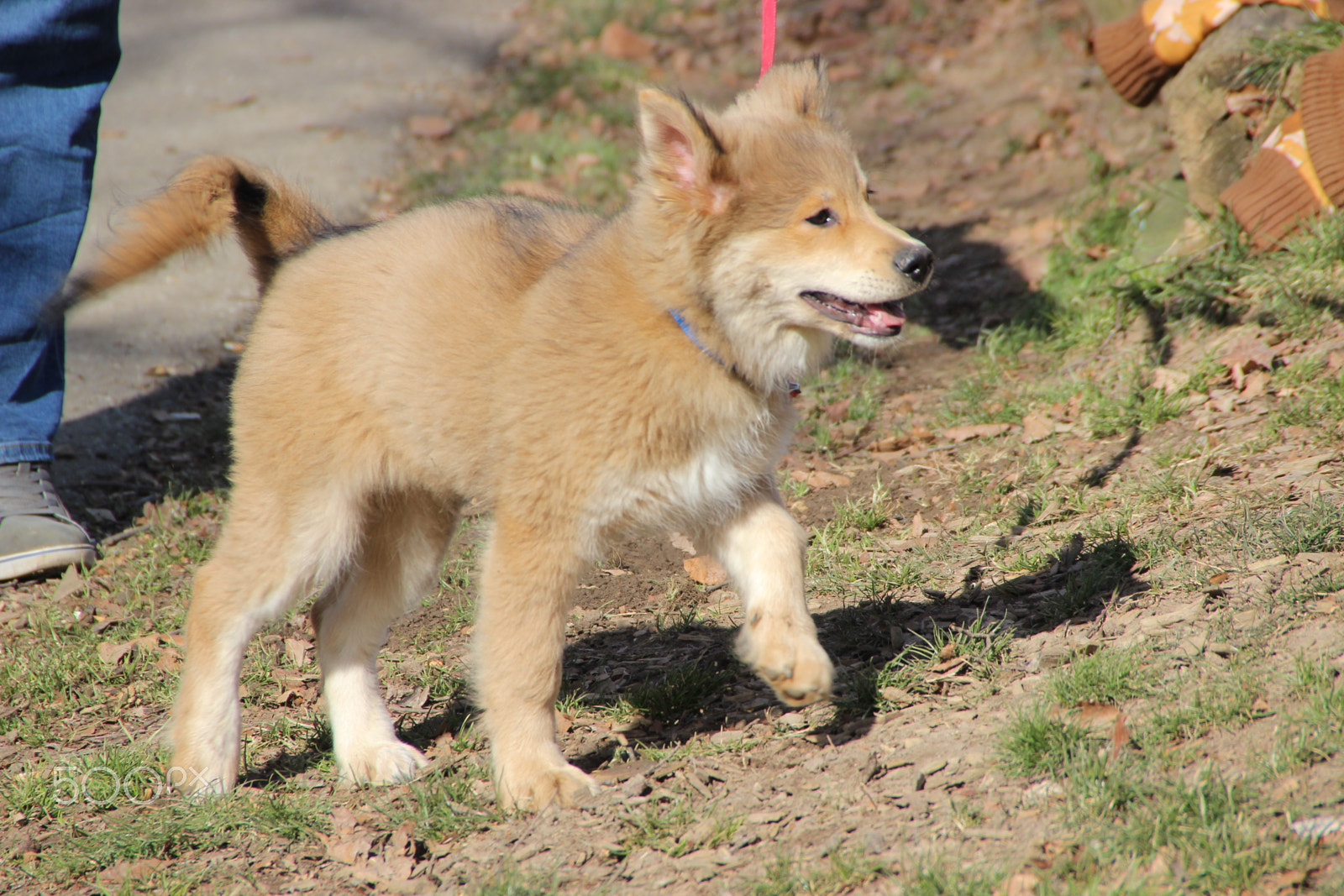 Canon EOS 600D (Rebel EOS T3i / EOS Kiss X5) sample photo. Dog eurasier walk at park photography