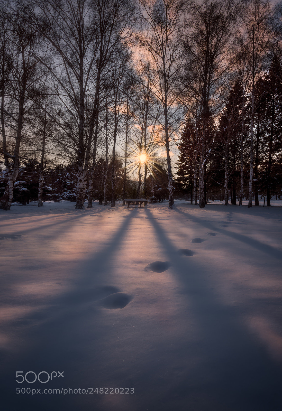 Nikon D810 sample photo. Winter sun photography