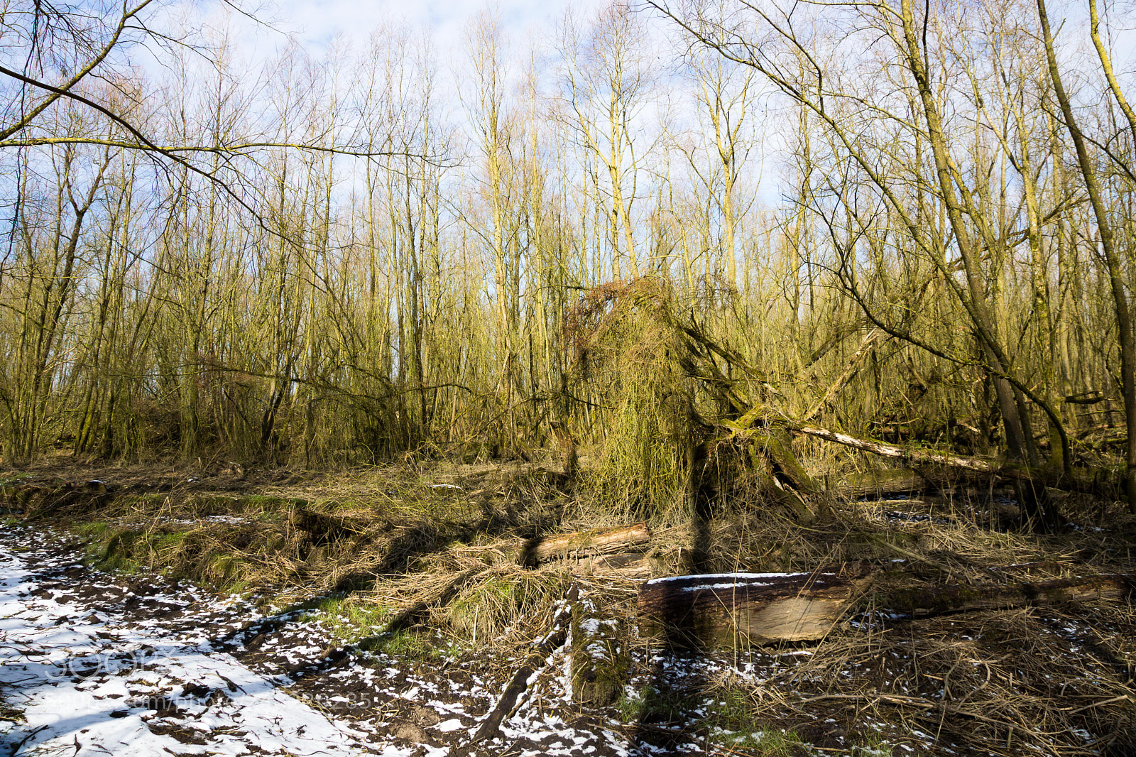 Sony SLT-A65 (SLT-A65V) sample photo. Holland photography