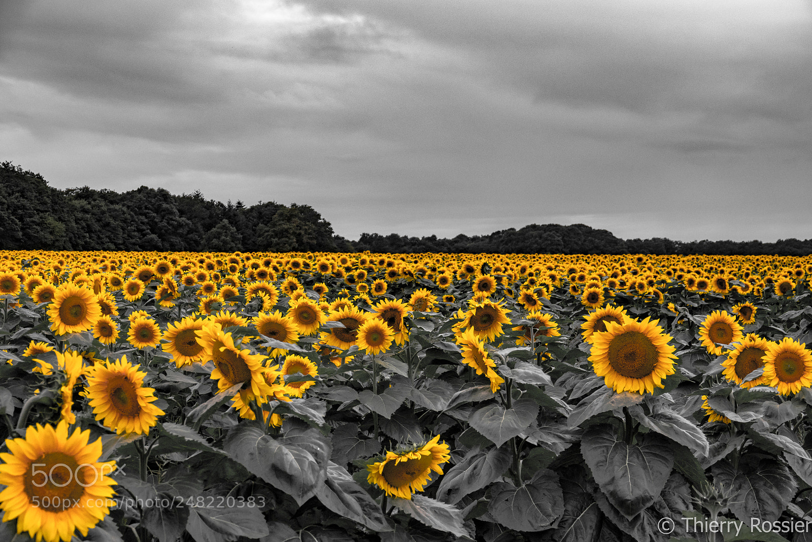 Sony Cyber-shot DSC-RX10 III sample photo. Jaune ! photography