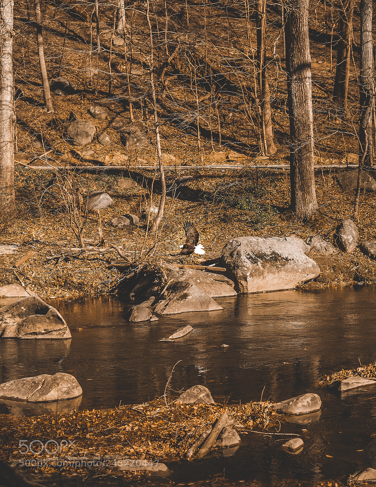 Sony a7 II sample photo. Bald eagle photography