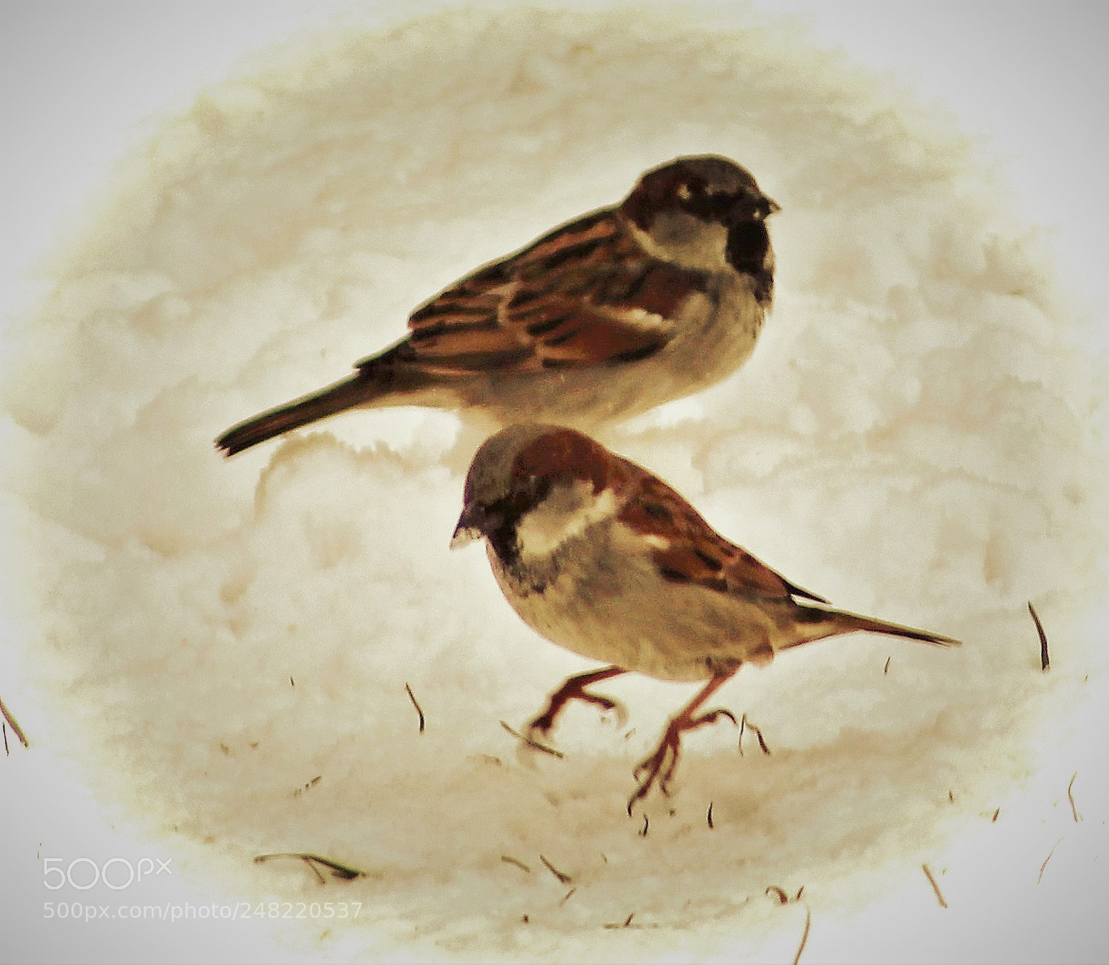 Canon EOS 700D (EOS Rebel T5i / EOS Kiss X7i) sample photo. Two little sparrows photography