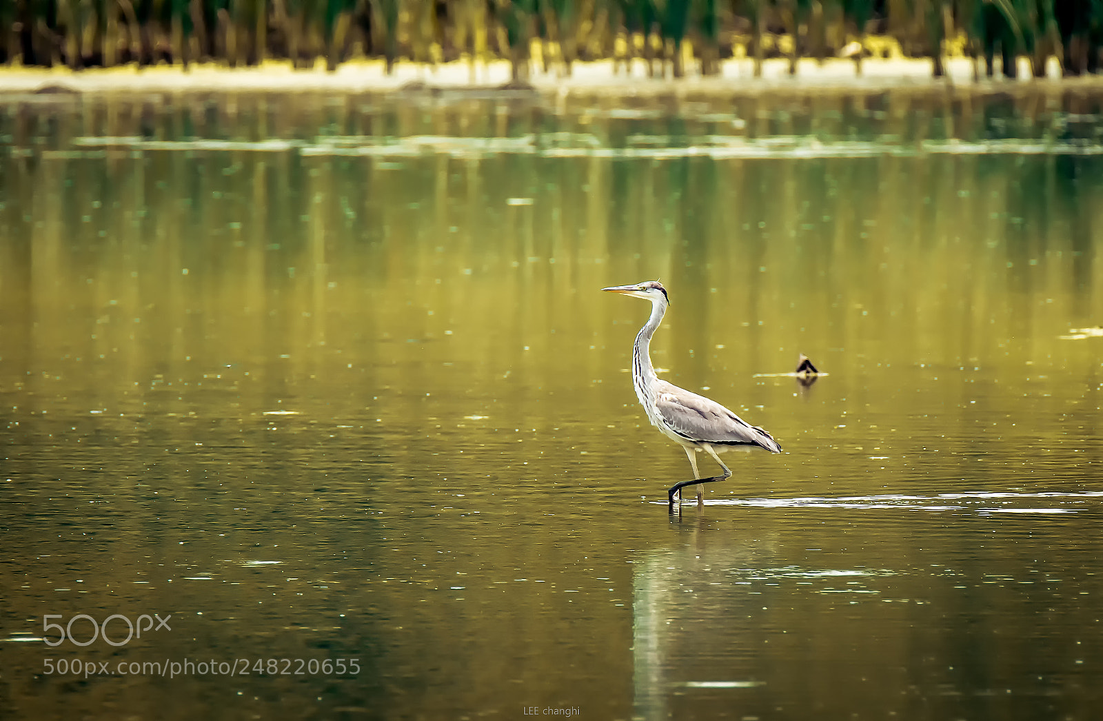 Canon EOS 7D Mark II sample photo. Gray heron photography