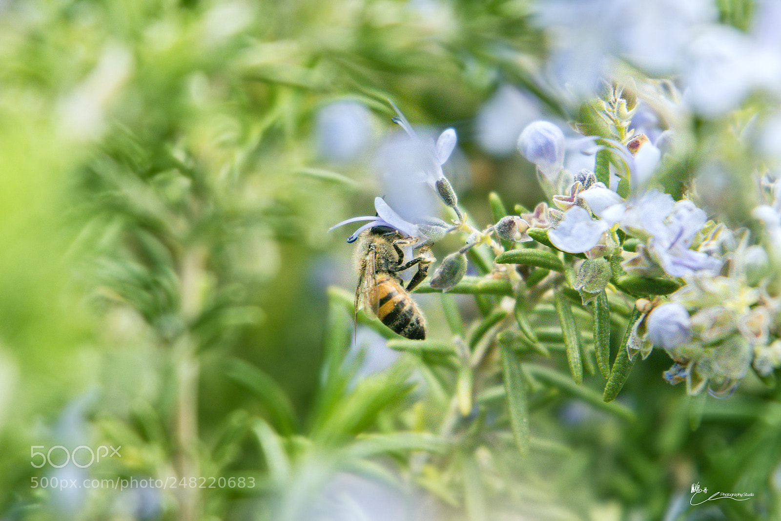Canon EOS M6 sample photo. 花又开，小蜜来 photography