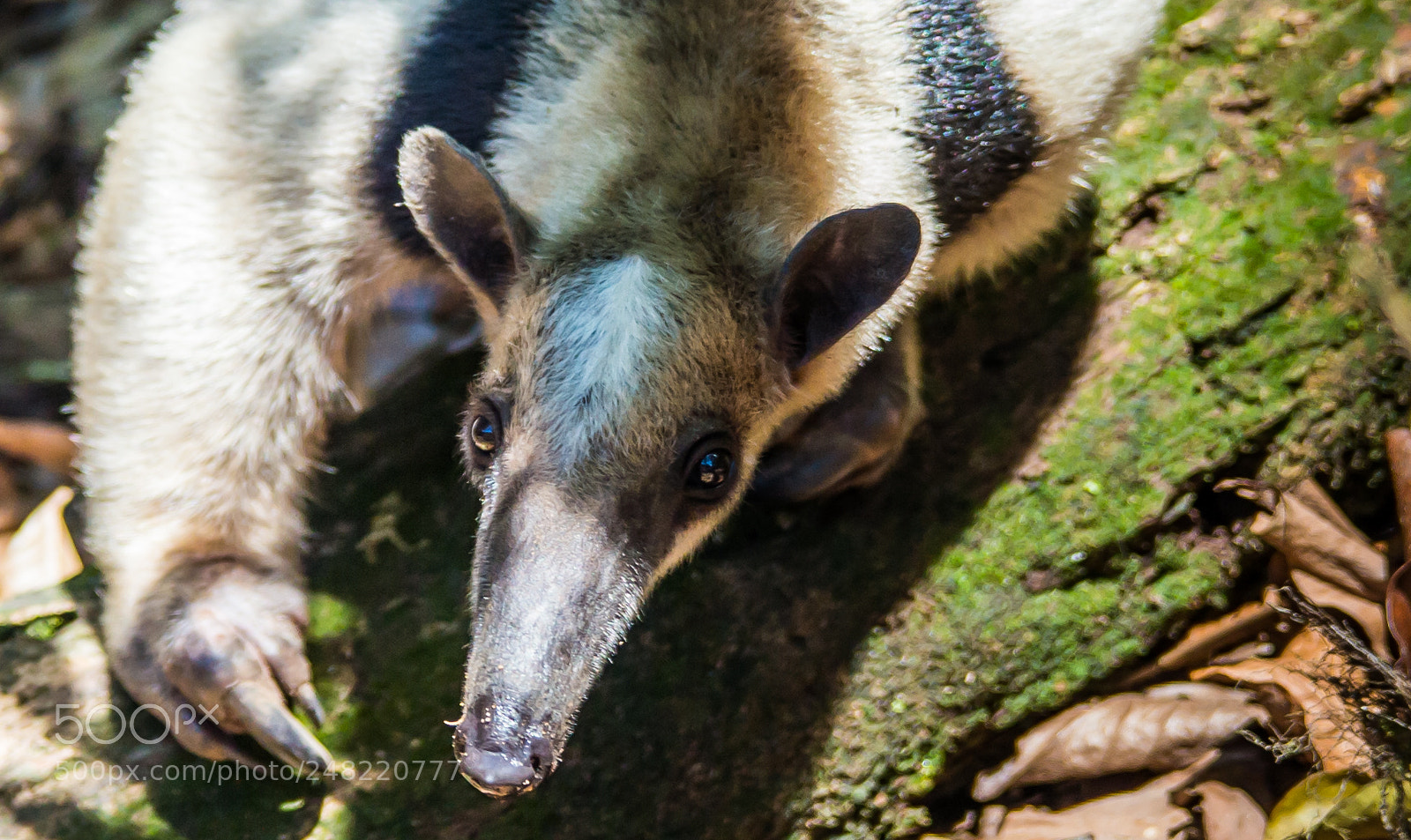 Nikon D3200 sample photo. Ant bear photography