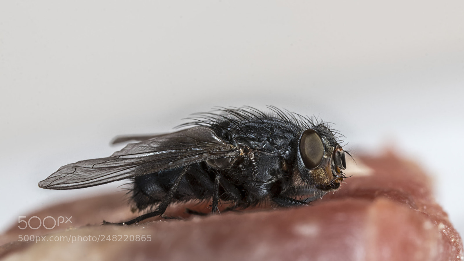 Canon EOS 80D sample photo. Meat flies photography