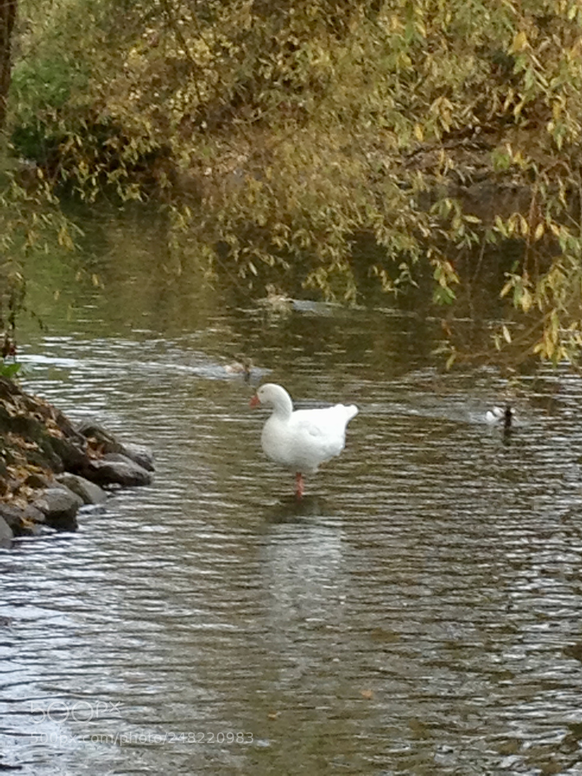 Apple iPhone 4S sample photo. Untitled photography