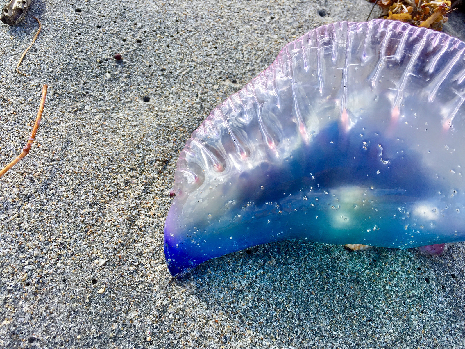 Apple iPhone 6 Plus sample photo. Washed away jellyfish photography
