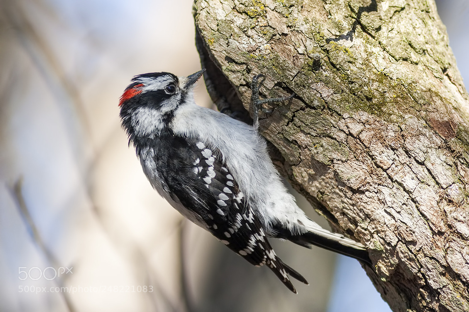 Canon EOS 20D sample photo. Downy woodpecker photography