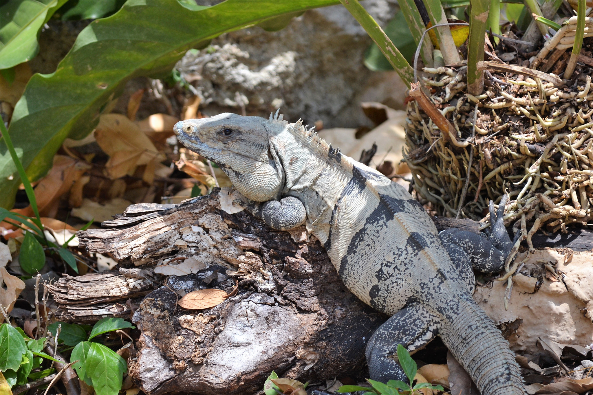 Nikon D3100 sample photo. Camouflage photography