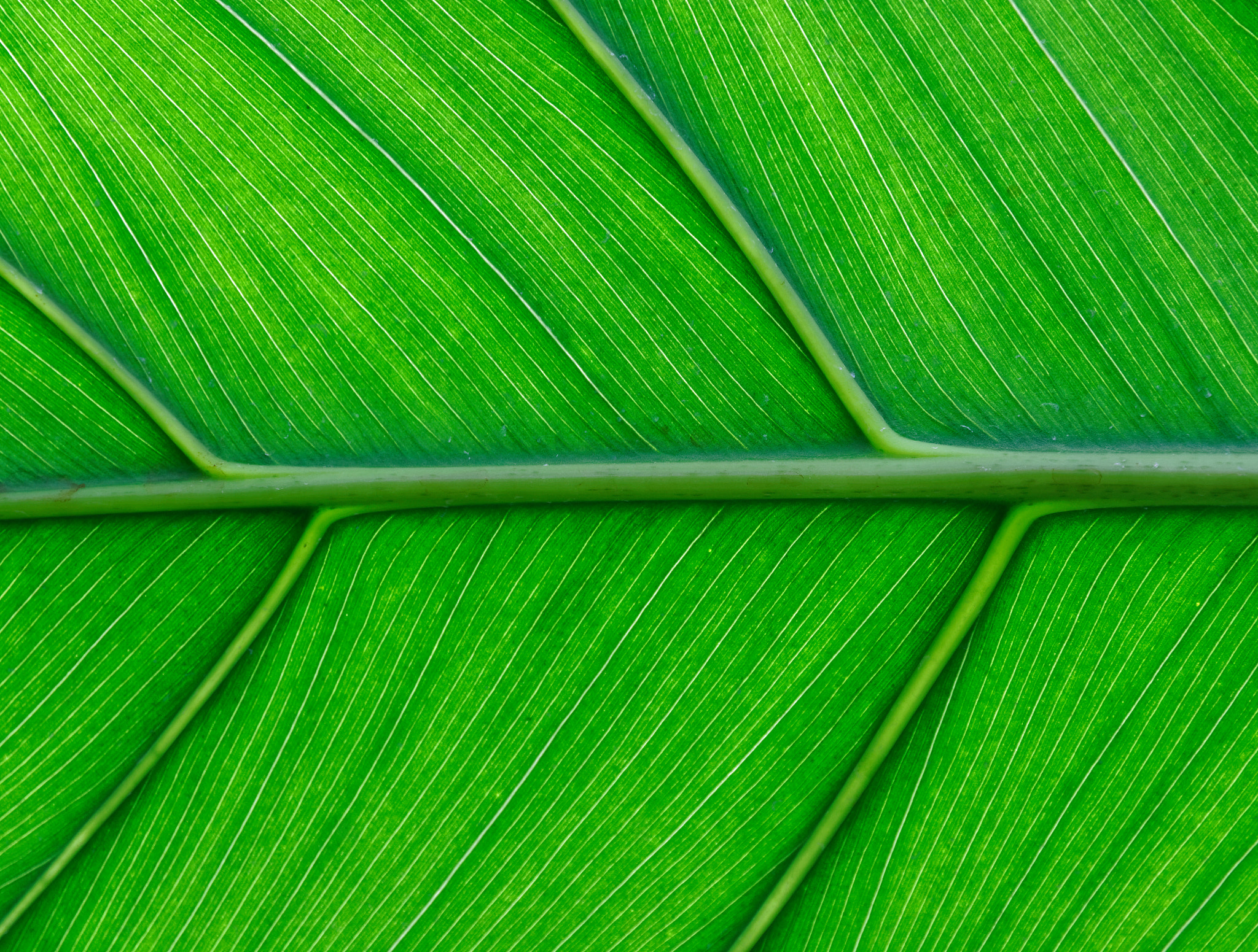 Canon EOS 80D sample photo. Green structure photography