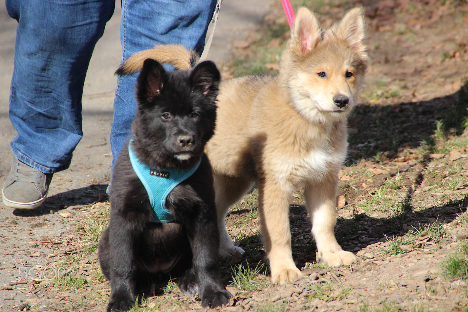 Canon EOS 600D (Rebel EOS T3i / EOS Kiss X5) sample photo. Two eurasier at park photography