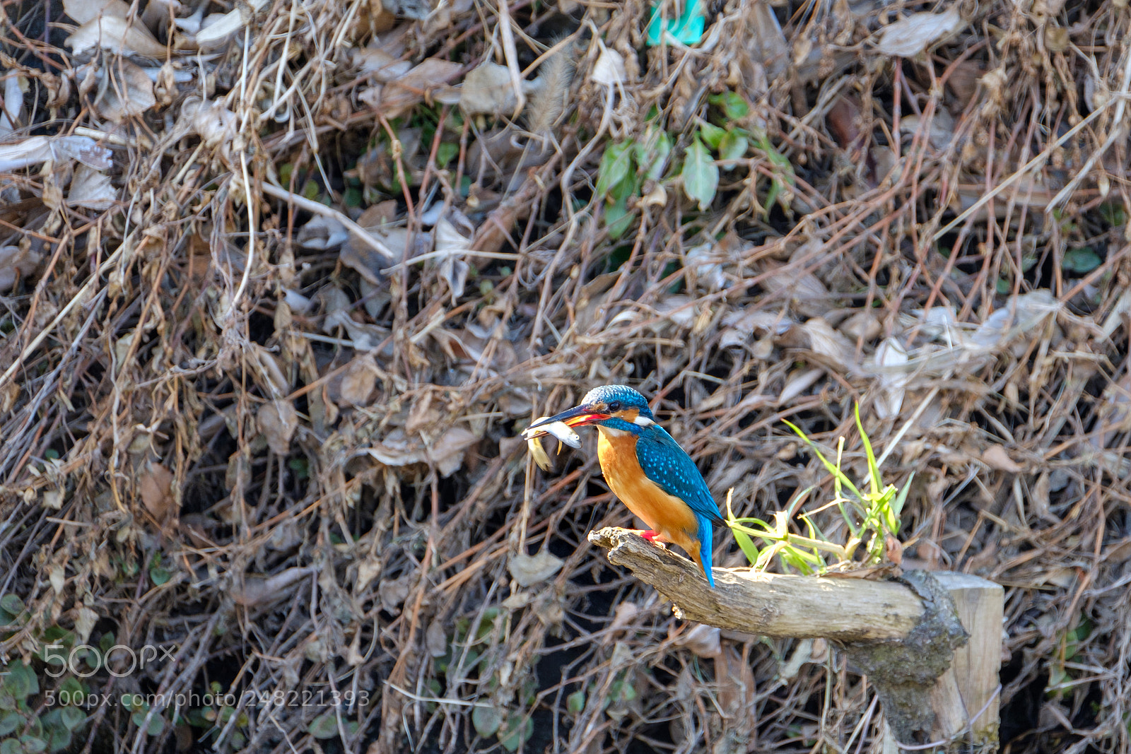 Fujifilm X-T2 sample photo. Kingfisher photography
