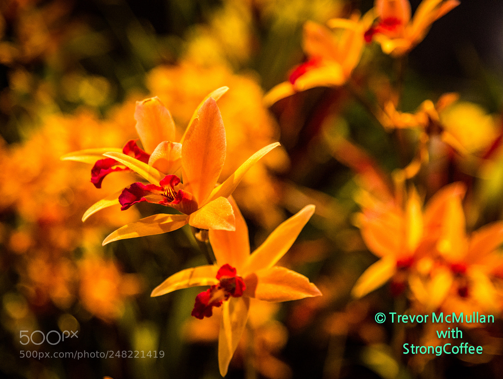 Nikon D800 sample photo. Star shaped orange flowers photography