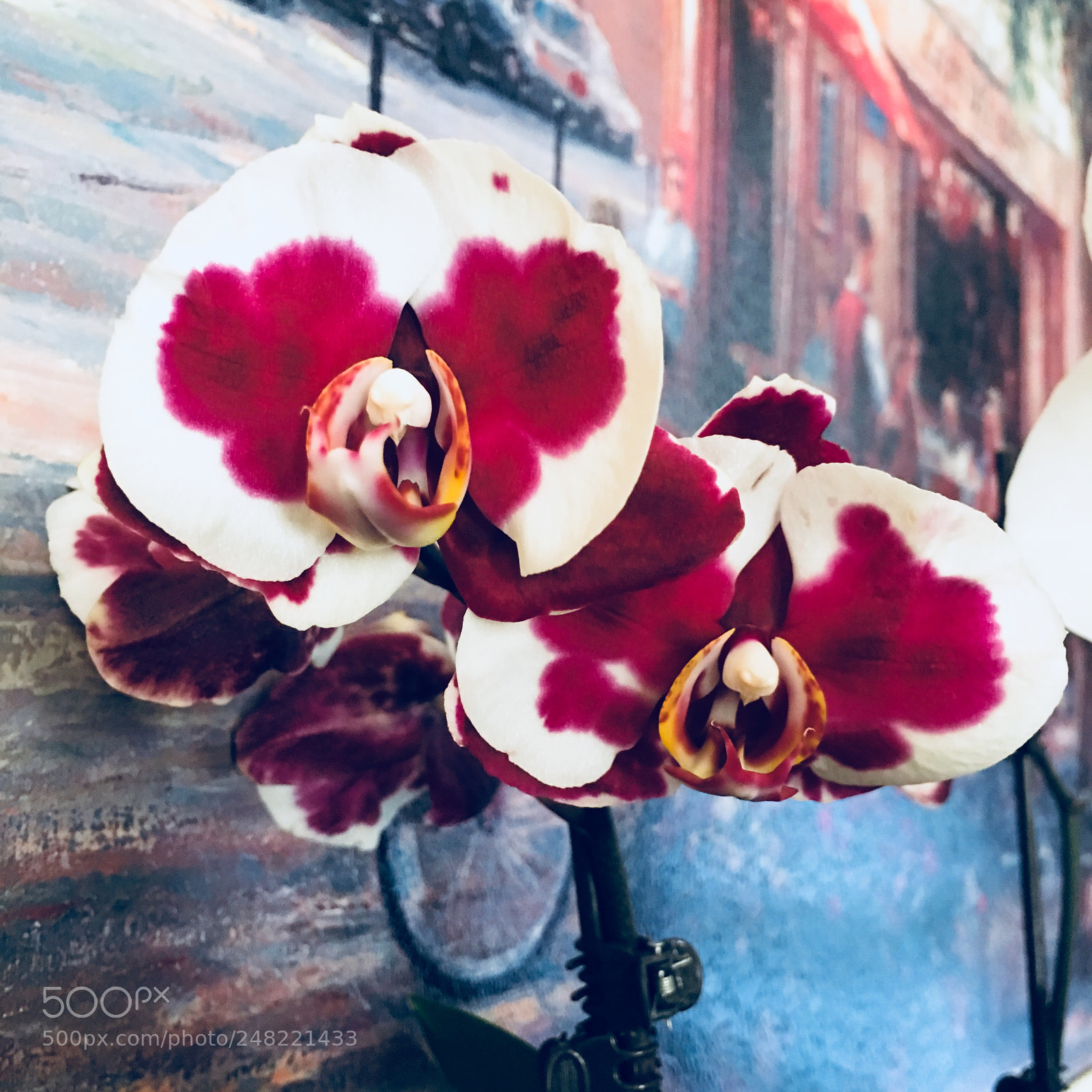 Apple iPhone 6s Plus sample photo. Phalaenopsis orchid photography
