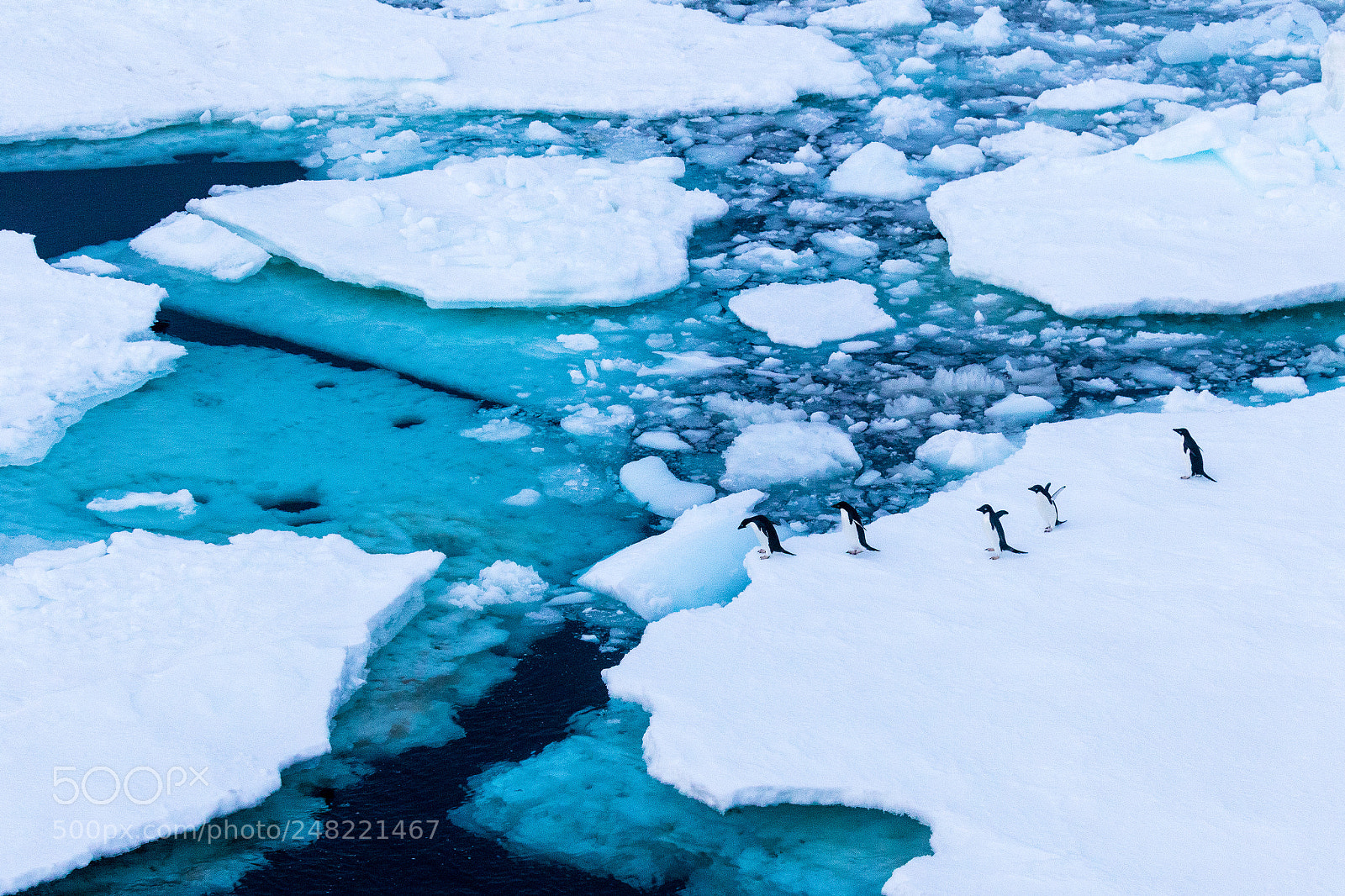 Canon EOS 7D Mark II sample photo. From ice floe to photography