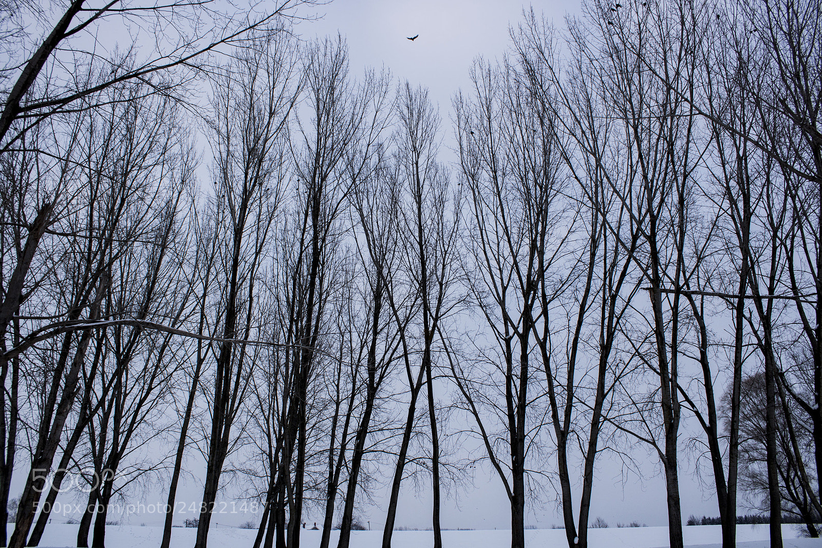 Canon EOS 500D (EOS Rebel T1i / EOS Kiss X3) sample photo. Snow forest photography
