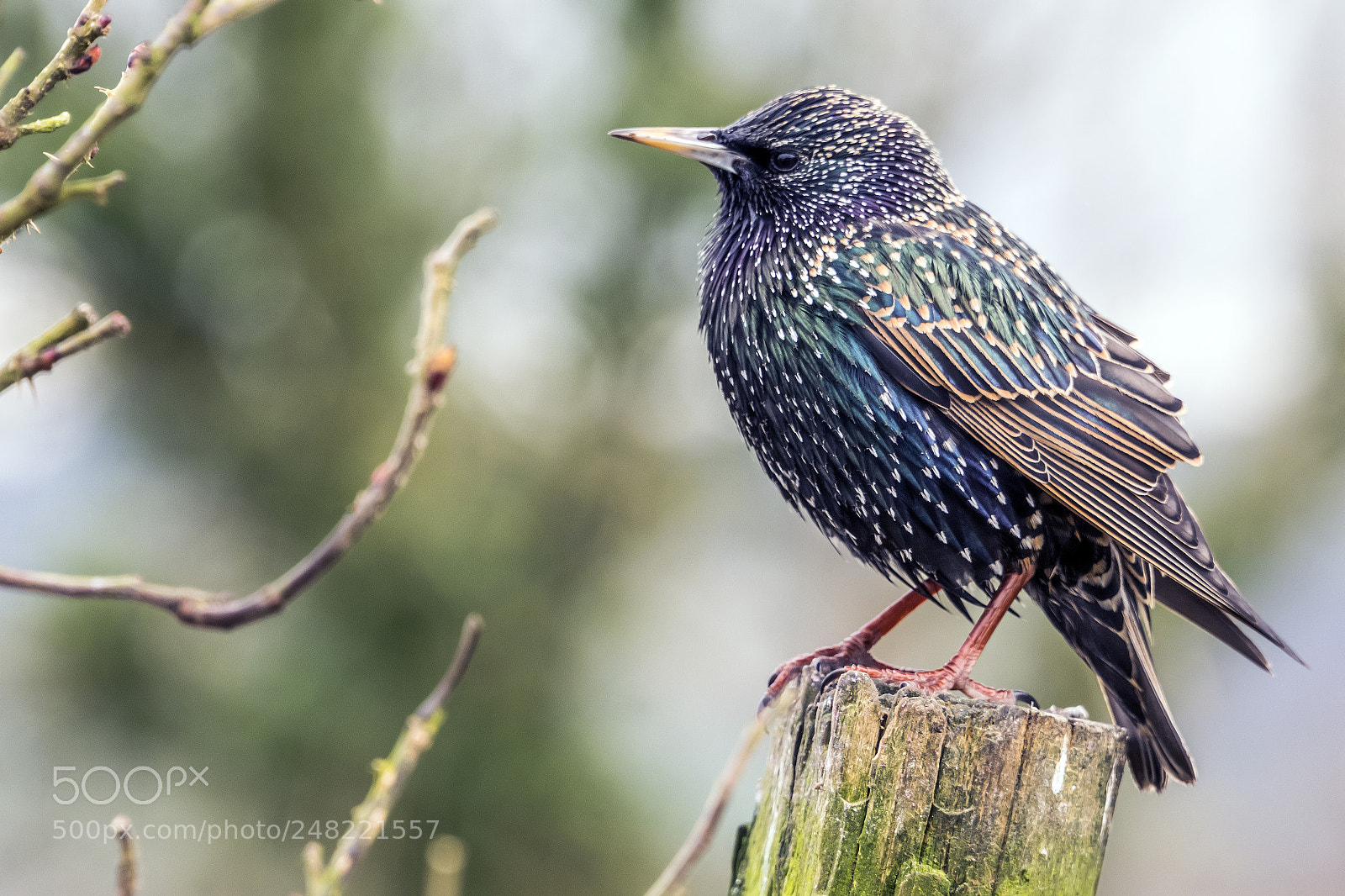 Nikon D7200 sample photo. Untitledstarling photography