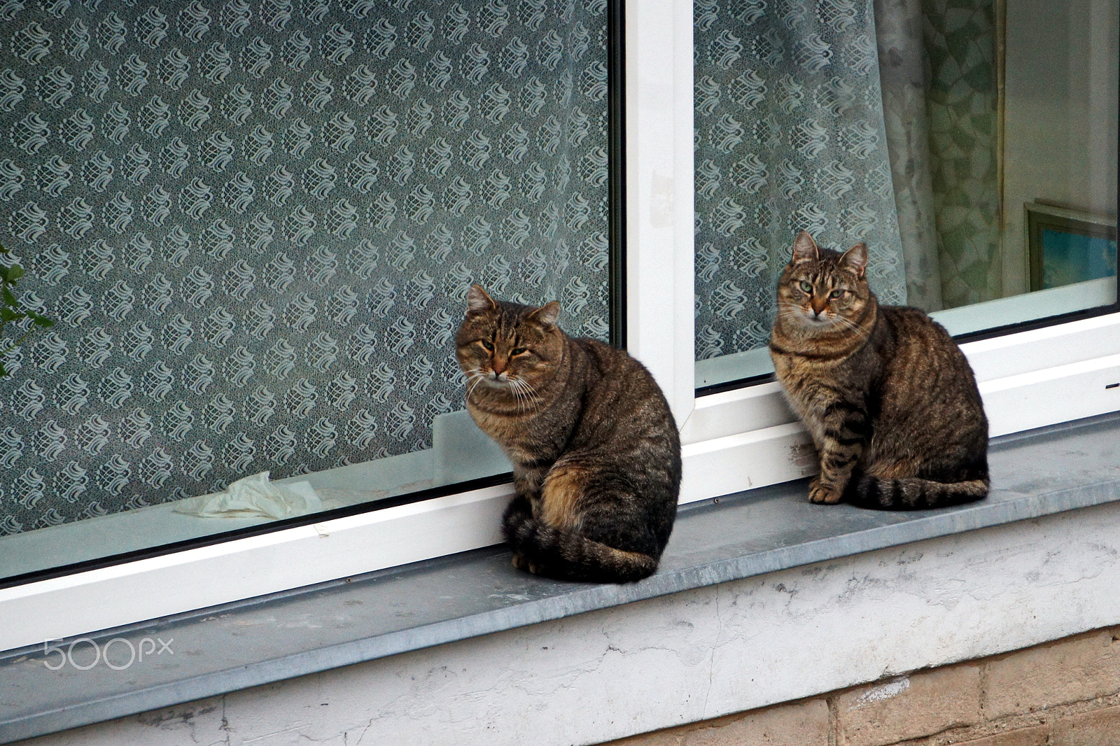 Sony E 55-210mm F4.5-6.3 OSS sample photo. Neighbors photography